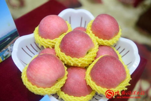 丰收合阳 最美秋色 合阳县召开扶贫农产品产销对接会，拓宽致富路