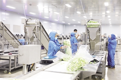 彭水善感乡 从田间到餐桌的“净”彩蝶变，净菜加工绘就乡村产业振兴新画卷